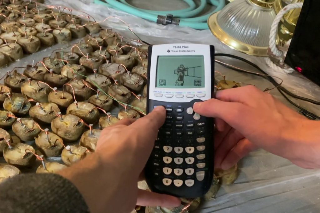 A picture of Doom running on an old TI-84 powered by potatoes
