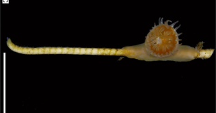 Sea Lily, Coral, and Anemone – Still Friends After 250 Million Years