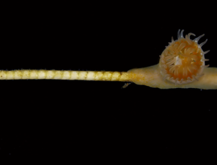 Sea Lily, Coral, and Anemone – Still Friends After 250 Million Years