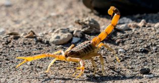 Extreme Weather Unleashes a Plague of Scorpions in Egyptian City