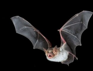 Study Finds Bats Mimic Hornets to Scare Off Predators