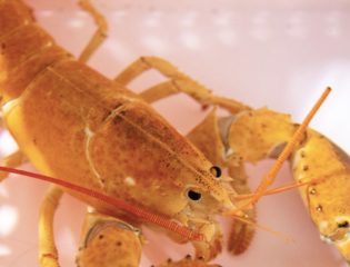 This Rare One in 30 Million Orange Lobster Saved By Restaurant Employees