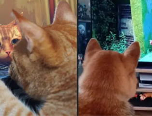 Video Game Developer Creates Charity Fundraiser For Stray Cats