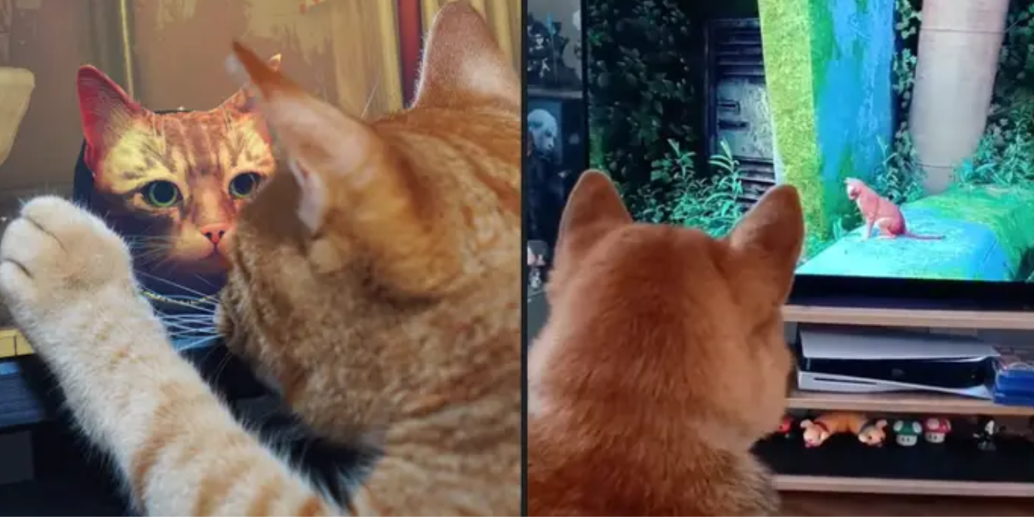 Video Game Developer Creates Charity Fundraiser For Stray Cats