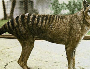 Scientists Describe Their Strategy for Saving the Tasmanian Tiger From Extinction.