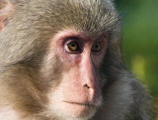 Monkey in a Zoo Dials 911 After Getting His Hands on a Phone