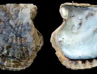 A New Species of Pearl Oyster Is Found In Thailand