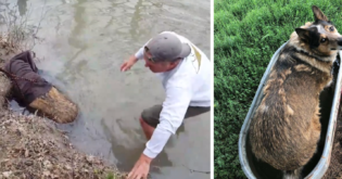 A Man’s Shocking Discovery: What He Thought Was a Beaver Turned Out to Be…