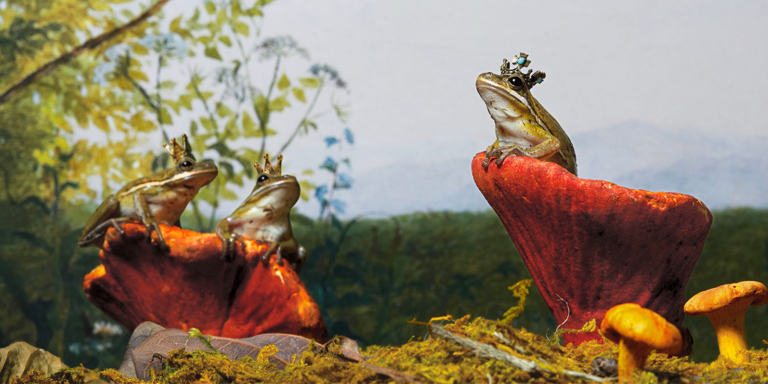 Endangered Frogs See ‘Population Explosion’ After 422 Ponds Were Built in Switzerland