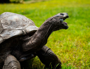 The Tortoise Celebrates Its 190th Birthday as the World’s Oldest Land Animal