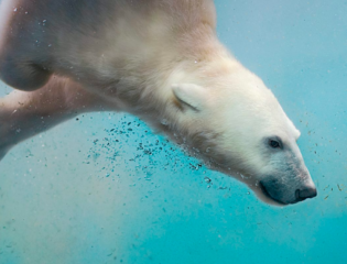 The Revolutionary Technologies That Are Helping Scientists Study Polar Bears