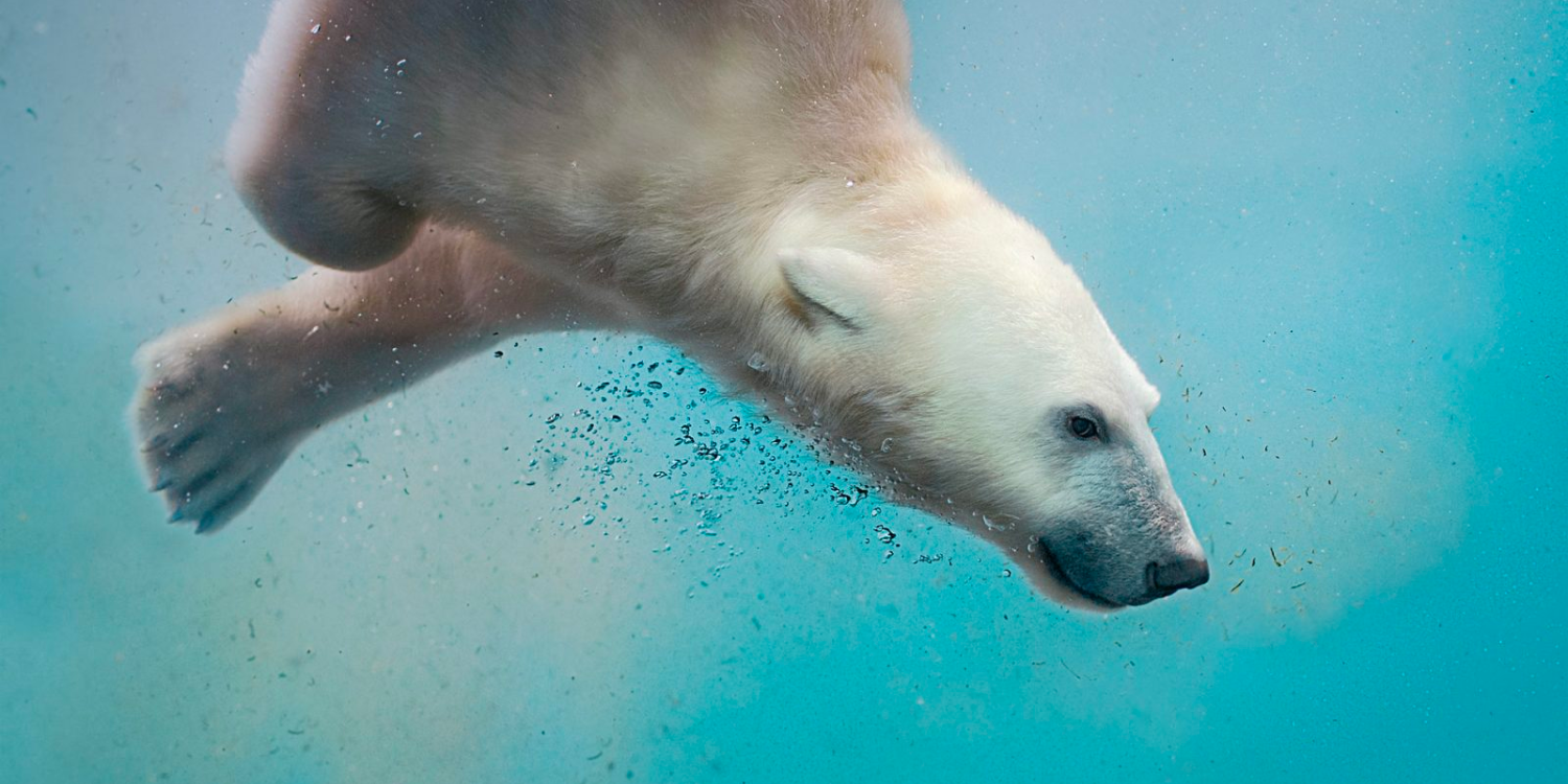 The Revolutionary Technologies That Are Helping Scientists Study Polar Bears