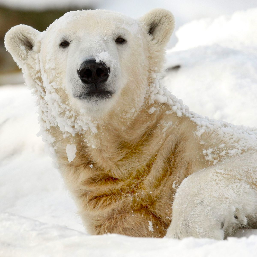 Животных тоже. Polar Bears are endangered.