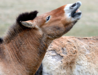 Zoo Celebrates Birth of Extremely Rare Przewalski’s Horse Foal Previously Extinct in the Wild