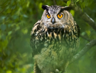 The Getaway Owl Has Become a New York City Celebrity