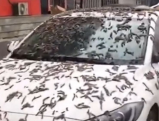‘Worm Rain’ Falls From Sky in China Leaving People Baffled