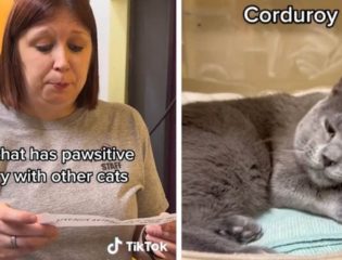 A Kansas City Animal Shelter Wins Hearts With a Viral TikTok Video