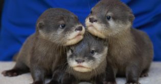 Otters Holding Hands Are So Sweet — Why They Do it, Plus More Aww-Inducing Facts