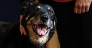 Nursing Home Adopts Dog Who Kept Escaping the Pound and Sneaking in to Play With Elderly Residents