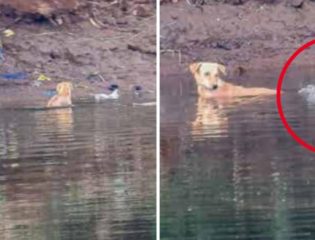 Incredible Moment Three Crocodiles Save the Life of Dog That Fell in River Instead of Eating It