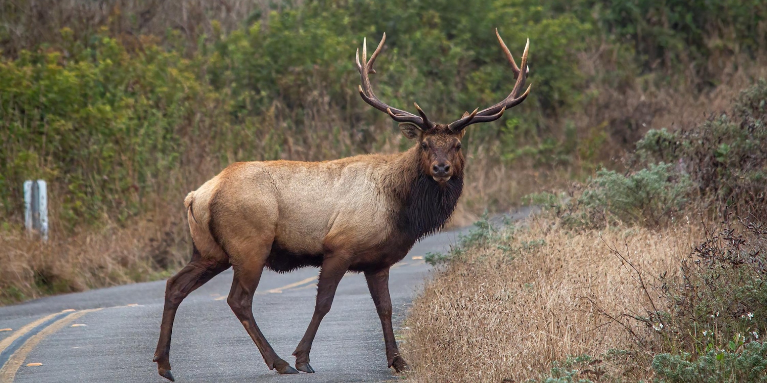 Mitigating Road Impacts on Wildlife: Strategies to Prevent Roadkill