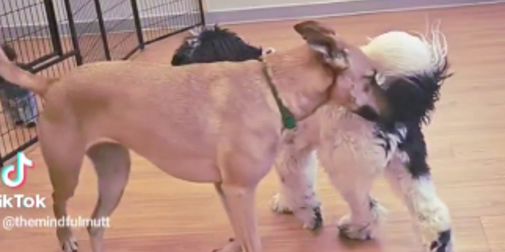Why Do Dogs Sniff Each Other’s Butts?